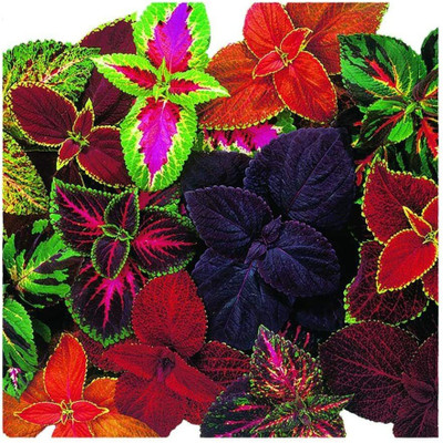the green dotcom Coleus Rainbow Mixed Seed(105 per packet)