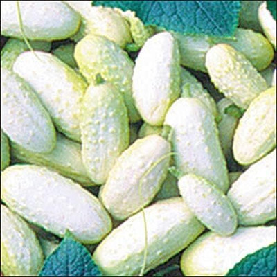 Qualtivate VXL-3AT Miniature White Cucumber(Organic Bush Type) Seed(300 per packet)