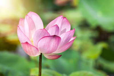 MYAT lotus,kamal gatta Seed(14 per packet)