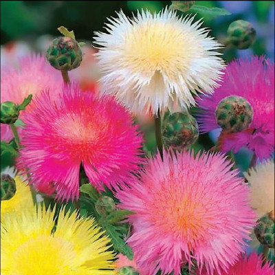 Aywal FLOWER-CORNFLOWER SWEET SULTAN POLKA DOT Seed(20 per packet)