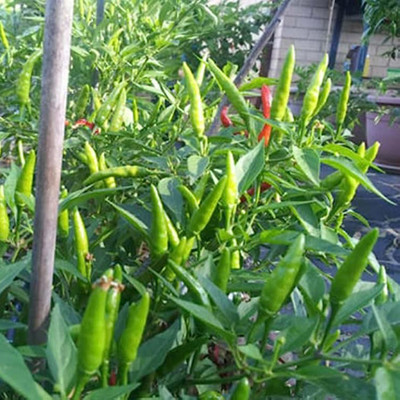 SREE Mixed CW44 CHILLI MIRCHI HYBRID SEED,chilli seeds Seed(250 per packet)