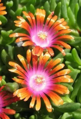 Aro Ice plant Seed(140 per packet)