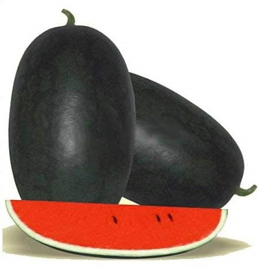 KNESSiN Watermelon Sugar Baby[100 Seeds] Seed(100 per packet)
