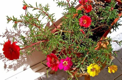 BDSresolve Portulaca flower seeds PACK OF 112 Seed(112 per packet)