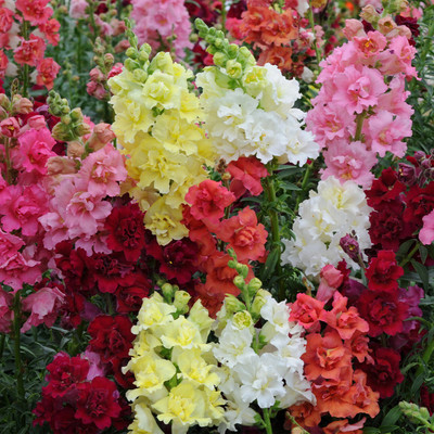 Quentova Antirrhinum Madame Butterfly-VXI Seed(30 per packet)