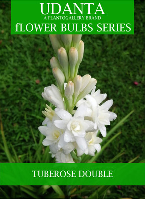 Udanta Tuberose - Rajnigandha Scented Flower Bulbs - Pack of 10 Bulbs Seed(10 per packet)