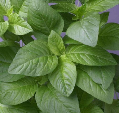 Qualtivate HUA-5A Green Amaranth Seeds Seed(300 per packet)