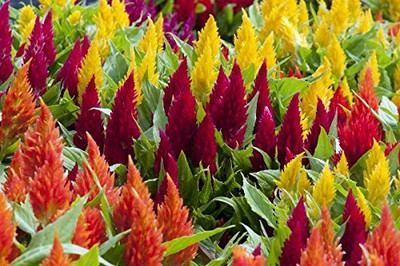Lorvox Celosia Pulmosa Flower -Mixed Color Seed(90 per packet)