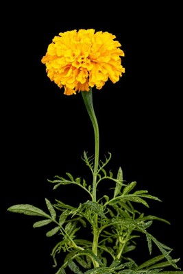 Quentova French गेंदे का फूल / Marigold Seeds for Planting Orange-LXI-8F Seed(50 per packet)