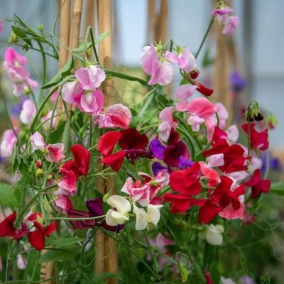 BSARKAR sweet pea flowers seed, flowers seed Seed(20 per packet)