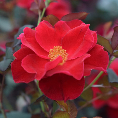 CYBEXIS GBPUT-27 - Red Rose - (100 Seeds) Seed(100 per packet)