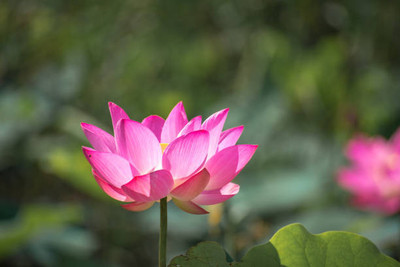 RAIYARAJ lotus,kamal gatta Seed(11 per packet)