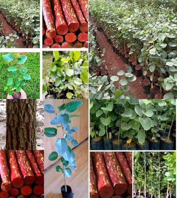 ibains Red chandan seeds original beez 24 Seed(24 per packet)