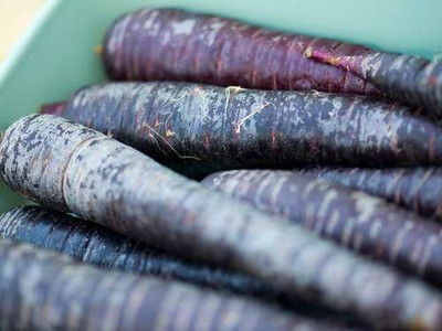 XOLDA Organic black carrot Seed(15 per packet)