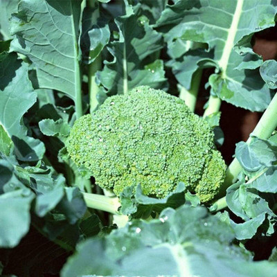 KNESSiN Broccoli Green Cauliflower Seed(1250 per packet)