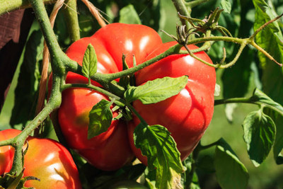 CALYXSEEDS tomato Seed(145 per packet)