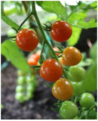 CYBEXIS F1 Hybrid Tomato Gardener's Delight Vegetable Seeds2000 Seeds Seed(2000 per packet)