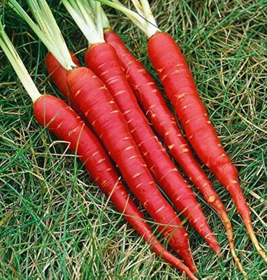 BDSresolve RED carrot seeds PACK OF 152 Seed(152 per packet)