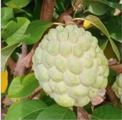 MAA Custard Apple Seed(30 per packet)