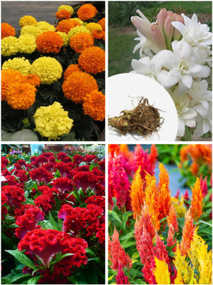BSARKAR Hybrid summer and monsoon season home garden combo of 4 packet flowers seed Seed(150 per packet)