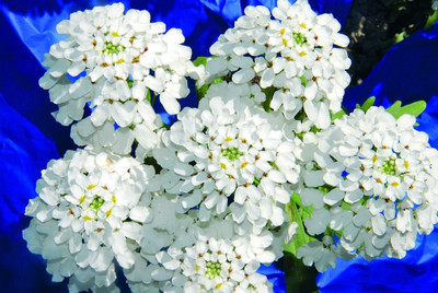 CEZIUS Garden candytuft (Iberis), White star Seed(60 per packet)