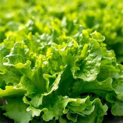 KNESSiN Lettuce Seed(200 per packet)