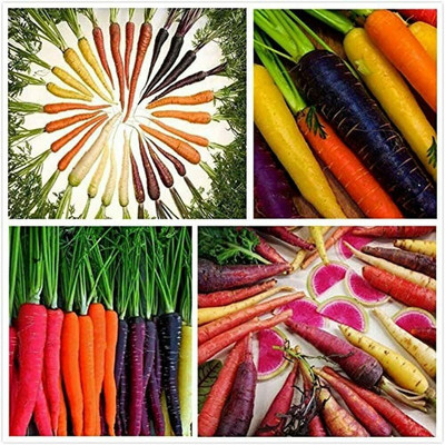 CYBEXIS Mix Carrot Seeds Annual Heirloom Vegetable Seed for Outdoor4000 Seeds Seed(4000 per packet)