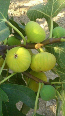usdeepar retail kotaliya Anjeer,mAnjeer Seed (70 per packet), fig seed, Anjeer seed Seed(70 per packet)