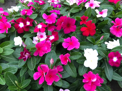 XOLDA Exotic vinca Seed(31 per packet)