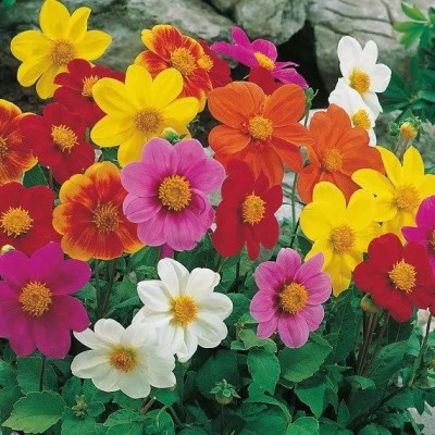 CYBEXIS Dahlia Single Flower Plant Seeds For Home & Kichen Planting (120 Seeds) Seed(120 per packet)