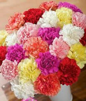 XOLDA Exotic carnation Seed(31 per packet)