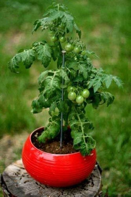 Aywal High Yield Tomato F1 RED Ruby Hybrid Seed(9000 per packet)