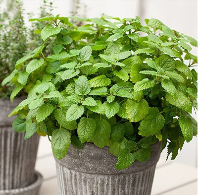VibeX GBPUT-10 - Lemon Balm (Melissa officinalis) - (750 Seeds) Seed(750 per packet)