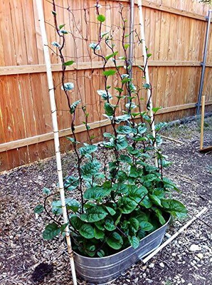 Qualtivate RES-7A Malabar Red Stem Spinach Seeds Seed(50 per packet)