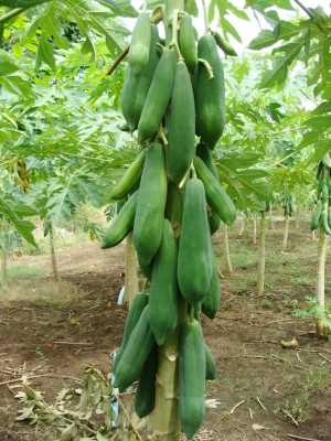 KNESSiN Organic Papaya (KEAKDUM) Seeds, Giant Seed(50 per packet)