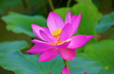 Harsh Impex lotus,kamal gatta Seed(11 per packet)