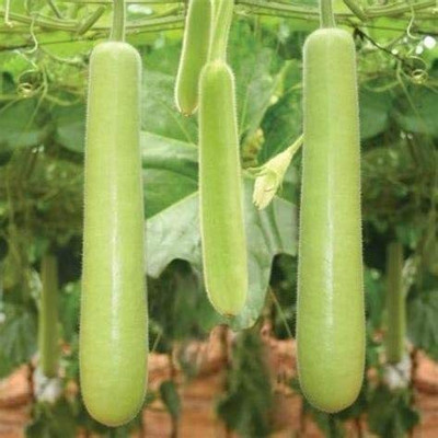 WILLVINE VVI-205 Lauki Bottle Gourd Dudhi Seeds Seed(50 per packet)