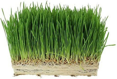 CYBEXIS GBPUT-10 - Hard Red Winter Wheat - (22500 Seeds) Seed(22500 per packet)
