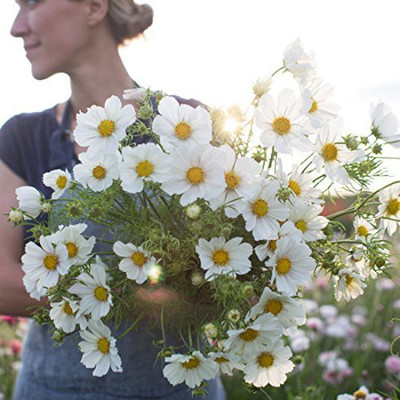 VibeX XLR-40 - Cosmos Purity - (90 Seeds) Seed(90 per packet)