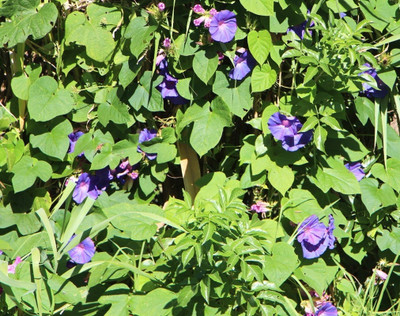 ZIXA Ipomoea purpurea 'Night' Seed(40 per packet)