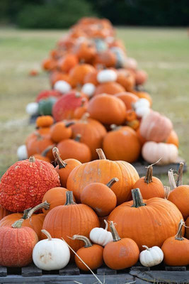CYBEXIS VXI-87 - Pumpkin Premium Hybrid Quality - (100 Seeds) Seed(100 per packet)