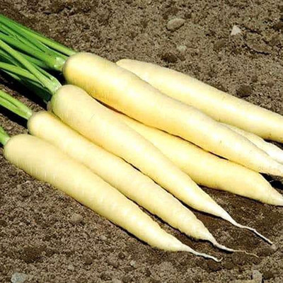 VibeX HUA-99 - White Carrot “Lunar White” - Sweet - (750 Seeds) Seed(750 per packet)