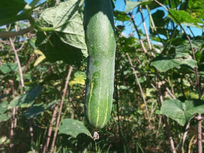 AFARTIOBINA 36 PCS CUCUMBER SEEDS Seed(36 per packet)