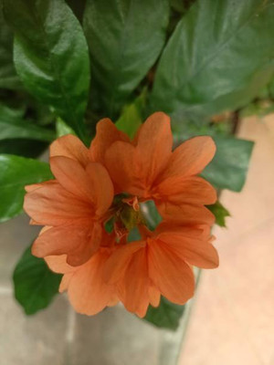 Forestree kanakambaram-firecracker-crossandra Seed(28 per packet)