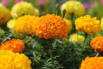 ALOCHUZ marigold,gende ka phool seeds Seed(20 per packet)