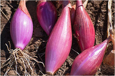 CYBEXIS Onion - Long RED Seeds Heirloom 2000 Seeds Seed(2000 per packet)