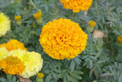 Hybrid mango plant marigold,gende ka phool seeds Seed(20 per packet)
