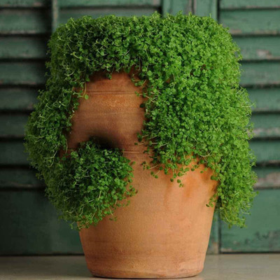 VibeX ® VMR-13 Corsican Ornamental Mini Mint Seeds Seed(200 per packet)