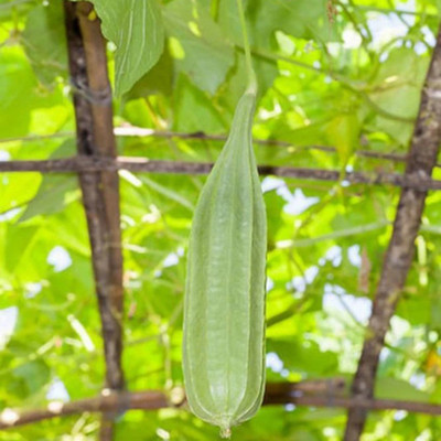SeeGreen hybrid ridge Gourd Seeds 5 pcs per packet Seed(5 per packet)