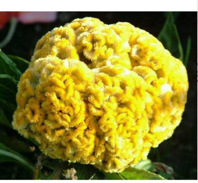 Avysa COCKSCOMB YELLOW DWARF Seed(15 per packet)